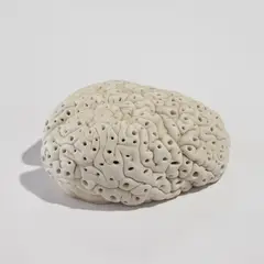 Untitled (Brain) by Mona Hatoum, 1999, Silicone rubber multiple, sold Sep 2024