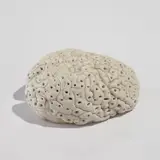 Mona Hatoum, Untitled (Brain), 1999, Silicone rubber multiple