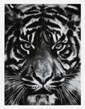 Robert Longo, Untitled (Tiger Head 2), 2014, Archival pigment print, on wove paper, with full margins