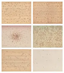 Insects (S. 1972.06, E. 60-65) by Ed Ruscha, 1972, The complete set of six screenprints in colors, three on paper-backed wood veneer and three on Fabriano paper, the full , sold Oct 2024
