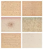 Ed Ruscha, Insects (S. 1972.06, E. 60-65), 1972, The complete set of six screenprints in colors, three on paper-backed wood veneer and three on Fabriano paper, the full sheets