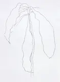 Ellsworth Kelly, Dracena II (G. 1208, A. 213)