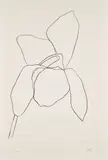 Ellsworth Kelly, Cyclamen I, from Suite of Plant Lithographs (A. 36)