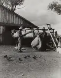 Small Cotton Farm, Kern County, California by Dorothea Lange, 1938, Gelatin silver print, offered Apr 2024