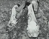 Ben Shahn, Cotton Pickers, Pulaski County, Arkansas