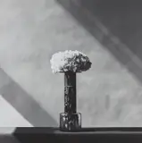 Carnations by Robert Mapplethorpe, 1982, Gelatin silver print, printed 1982, sold Apr 2024