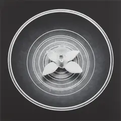 Orchid by Robert Mapplethorpe, 1988, Gelatin silver print, sold Apr 2024