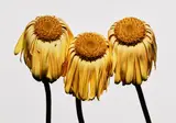 Irving Penn, Gerbera Daisy/Gerbera jamesonii 'Husky,' New York