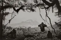 Gorilla by Hiroshi Sugimoto, 1994, Gelatin silver print, sold Apr 2024
