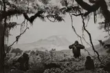 Hiroshi Sugimoto, Gorilla, 1994, Gelatin silver print