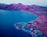 Richard Mosse, Beaucoups Of Blues, North Kivu, Eastern Congo, November, 2012, Chromogenic print