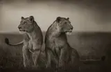 Nick Brandt, Lionesses Readying to Hunt, Maasai Mara, 2008, Archival pigment print