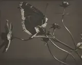 Edward Steichen, Untitled (Mourning Cloak Butterfly on Cosmos)