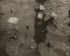 Lotus by Edward Steichen, circa 1915, Gelatin silver print, offered Apr 2024