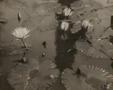 Edward Steichen, Lotus