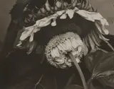 Edward Steichen, Big and Little Sunflower
