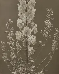 Delphinium by Edward Steichen, 1920s, Gelatin silver print, sold Apr 2024