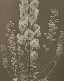 Edward Steichen, Delphinium