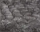 Ansel Adams, Orchard, Portola Valley, California