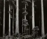 Ansel Adams, Northern California Coast Redwoods