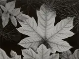 Leaf, Glacier Bay National Monument, Alaska by Ansel Adams, 1948, Gelatin silver print from Portfolio Four: What Majestic Word. In Memory of Russell Varian , printed 1963, sold Apr 2024