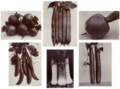 Charles Jones, Selected Studies of Vegetables, circa 1900-1902, Six gold toned printing-out-paper prints