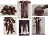 Charles Jones, Selected Studies of Vegetables, circa 1900-1902, Six gold toned printing-out-paper prints