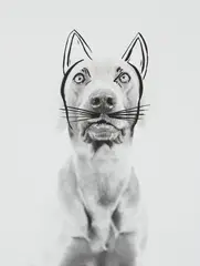 William Wegman, Ray Cat, 1979, Gelatin silver print with silkscreened elements