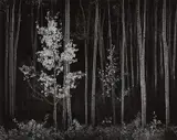 Ansel Adams, Aspens, Northern New Mexico, 1958, Gelatin silver print from Portfolio VII , printed 1976