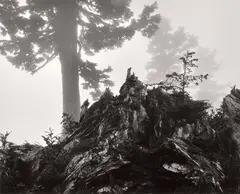 Tree, stump and mist, Northern Cascades, Washington by Ansel Adams, 1958, Gelatin silver print from Portfolio VII , printed 1976, sold Oct 2024