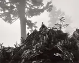 Ansel Adams, Tree, stump and mist, Northern Cascades, Washington, 1958, Gelatin silver print from Portfolio VII , printed 1976
