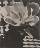 Man Ray, Magnolia Blossom, Paris, 1926, Gelatin silver print