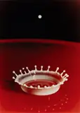 Harold Eugene Edgerton, Milk Drop Coronet