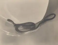 Imogen Cunningham, Snake in Bucket, 1920s, Gelatin silver print