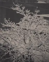Alfred Stieglitz, From the Back Window--291--Snow Covered Tree, Back-Yard, 1915, Platinum print