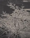 Alfred Stieglitz, From the Back Window--291--Snow Covered Tree, Back-Yard, 1915, Platinum print