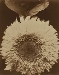 Double Sunflower by Edward Steichen, 1920, Palladium print, sold Oct 2024