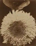 Edward Steichen, Double Sunflower