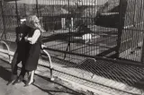 Garry Winogrand, Central Park Zoo, New York, 1967, Gelatin silver print