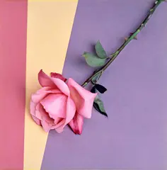 Robert Mapplethorpe, Rose, 1987, Dye transfer print, flush-mounted