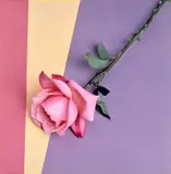 Robert Mapplethorpe, Rose, 1987, Dye transfer print, flush-mounted