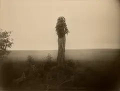 Virginia, Untitled (Morel) by Sally Mann, 1994, Gelatin silver print, toned with tea, printed 2000, offered Oct 2024