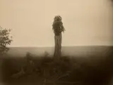 Sally Mann, Virginia, Untitled (Morel), 1994, Gelatin silver print, toned with tea, printed 2000
