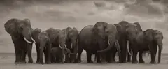 Elephant Group on Bare Earth, Amboseli by Nick Brandt, 2008, Archival pigment print, flush-mounted, offered Oct 2024