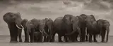 Nick Brandt, Elephant Group on Bare Earth, Amboseli, 2008, Archival pigment print, flush-mounted