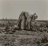 Migrant agricultural worker picking potatoes near Shafter, California, May by Dorothea Lange, 1937, Gelatin silver print, sold Oct 2024