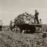 Potato picking, Shafter, California by Dorothea Lange, 1937, Gelatin silver print, sold Oct 2024
