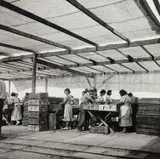 Packing apricots, Brentwood, California by Dorothea Lange, 1938, Gelatin silver print, offered Oct 2024
