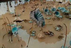 Lotus Pond, Hà Sơn Bình Province, Vietnam by Mitch Epstein, 1993, Chromogenic print, offered Dec 2024