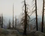Richard Misrach, Yosemite (Burnt Forest and Half-Dome), 1988, Chromogenic print, printed 2006, mounted